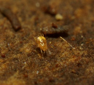 Podocinum pacificum lebend 3.JPG