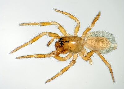 Pseudocarorita thaleri.jpg