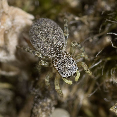 Talavera-aequipes Dammbachsgrund 09-07 02.jpg