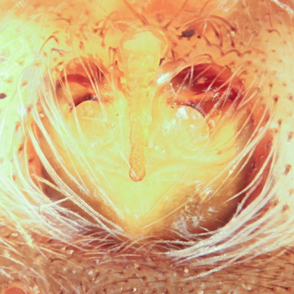 Datei:2020-05-25-10.32.14 ZS PMax-Bearbeitet-8.jpg