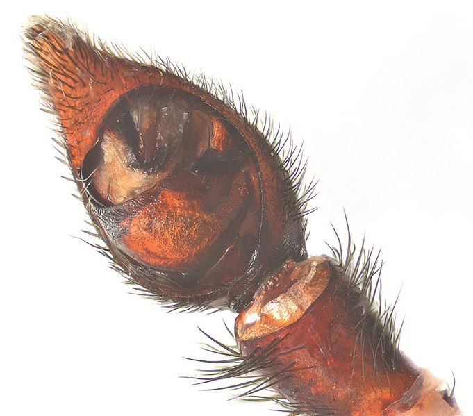 Datei:Alopecosa pulverulenta pedi BurgenlandWOertel.jpg