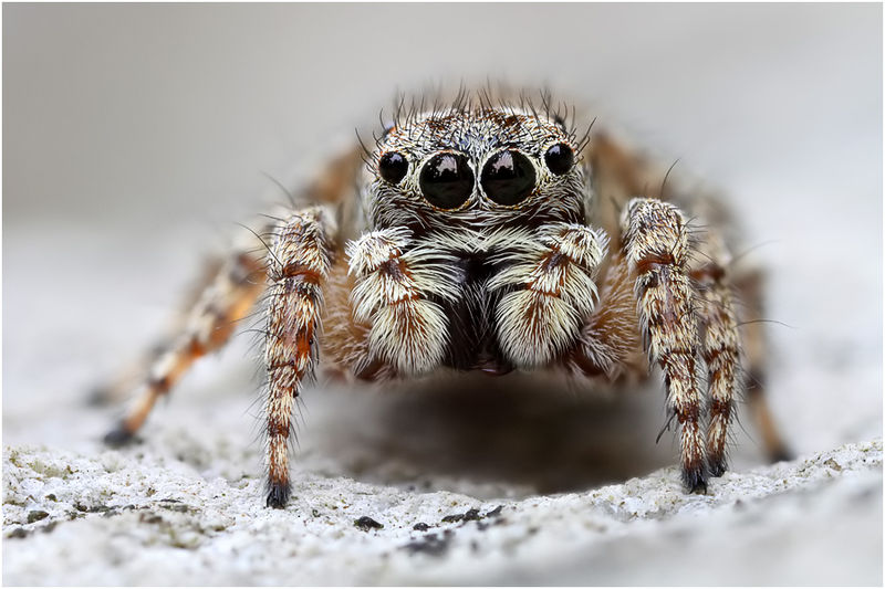 Datei:Habrocestum egaeum female frontal Schaefer.jpg