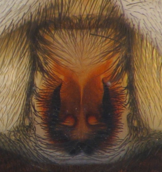 Datei:Cognatus Oertel 16.10.11 epi.JPG