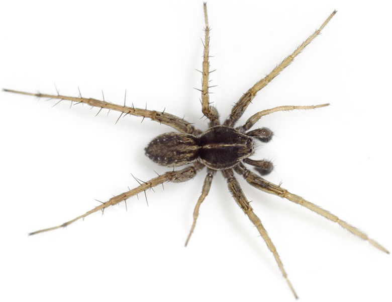 Datei:Palustris Reinstaedt 08-05 01.jpg