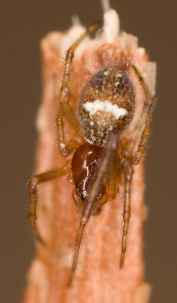 Datei:Simitidion simile M 8-03543.jpg