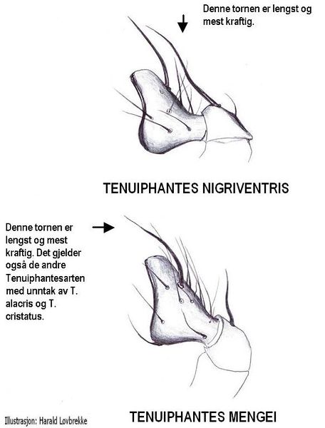 Datei:Tenuiphantes nigriventris mengei palpetibia HLovbrekke.JPG