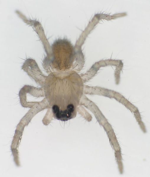 Datei:Trochosa ruricola Spiderling.jpg