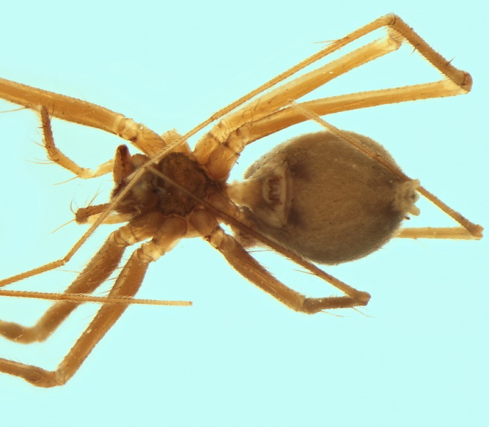 Datei:Troglohyphantes affirmatus female 20180107185220-19704857-me.jpg