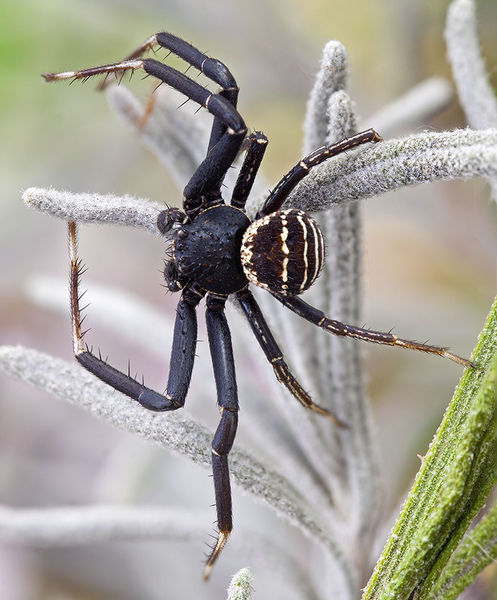 Datei:Xysticus-bufo St-Arnac 15-09 03-male.jpg