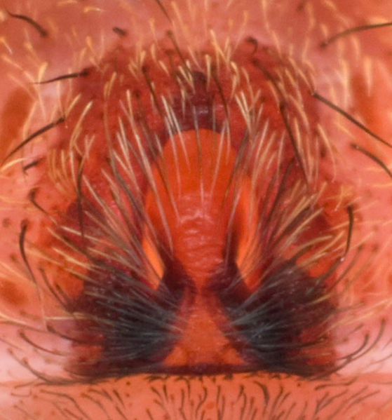 Datei:Alopecosa pulverulenta Epigyne 8-01309.jpg