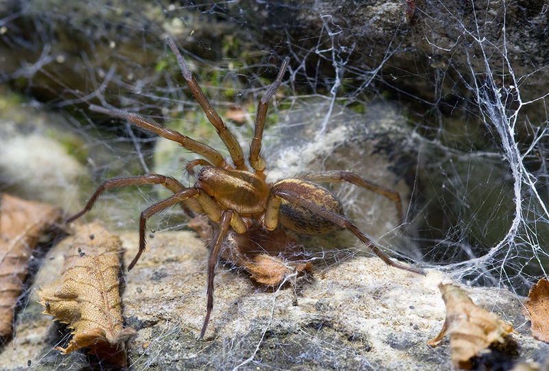 Datei:Aterigena-ligurica Alpen-Ceriale 14-09 03-female.jpg