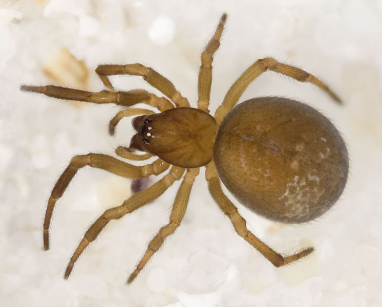 Datei:Enoplognatha-thoracica Ettersberg 09-06 05.jpg