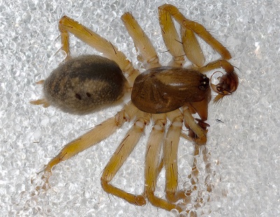 Histopona luxurians Habitus-2.jpg