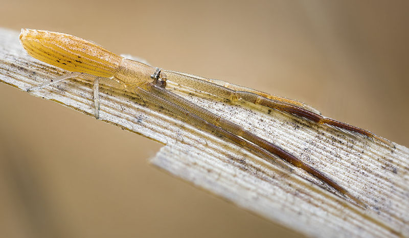 Datei:Runcinia-flavida GC-Agaete 16-03 04-male.jpg