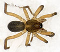Scotina-palliardii Schmieden 09-03 06.jpg