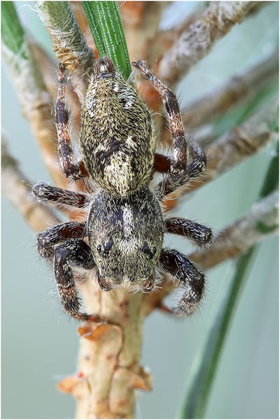 Datei:Hastatus schäfer1.jpg