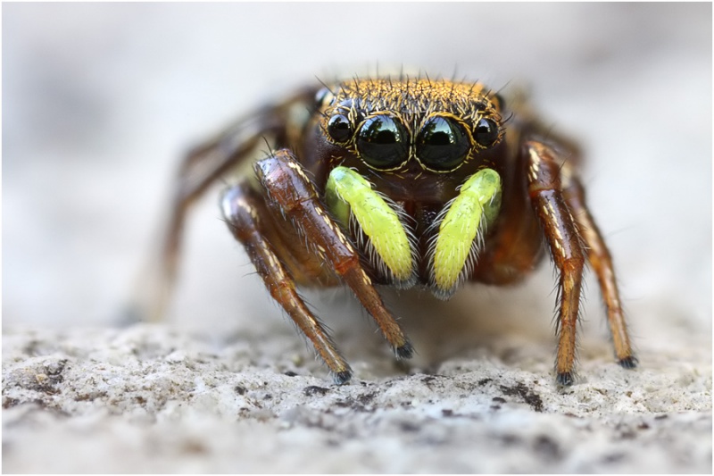 Datei:Heliophanus ramosus female frontal Schaefer.jpg