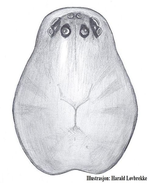 Datei:Macrargus multesimus prosoma female HLovbrekke.jpg