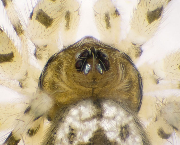 Datei:Oecobius-maculatus Ungarn-Buda 09-05 15-Prosoma.jpg