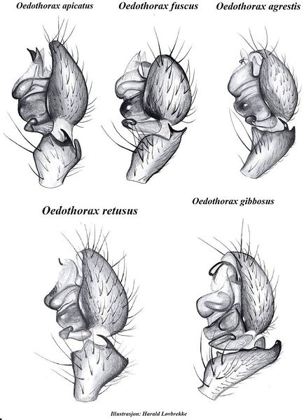 Datei:Oedothorax palpen HLovbrekke.jpg