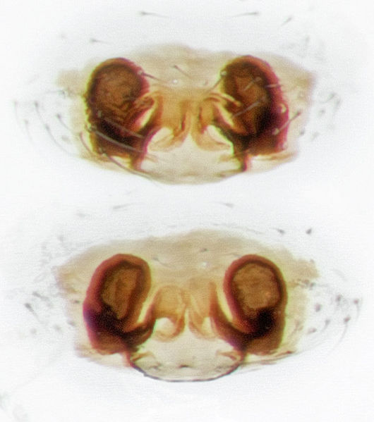 Datei:Peponocranium-orbiculatum Rothenstein-5135 16-05 04-EpigVulva.jpg