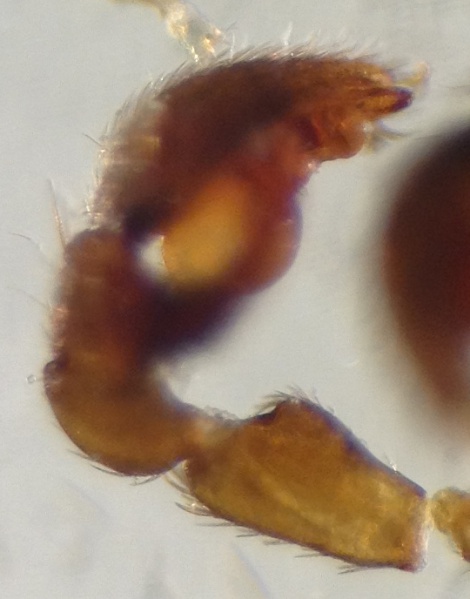 Datei:PhrurolithusSzilyiPedipalpLateral1.jpg
