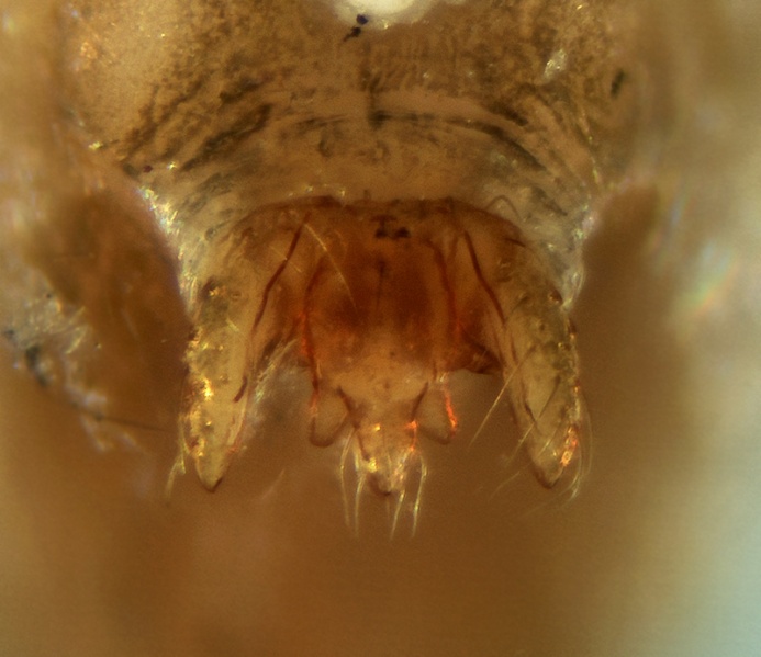 Datei:Sintula iberica Epigyne 20171012195905-84f263d9.jpg