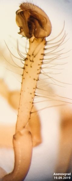 Datei:Zygiella keyserlingi tibia.jpg