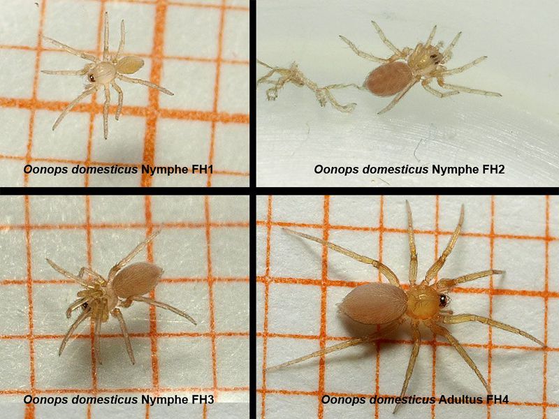 Datei:05 Oonops domesticus Juvenilentwicklung.jpg