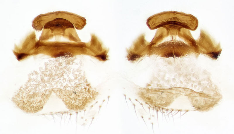 Datei:Dysdera-jana Sardinien-Bosa 13-04 02-Endogyne.jpg