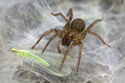 Inermocoelotes-gasperinii Kroatien-Sandgrube 11-06 01b.jpg