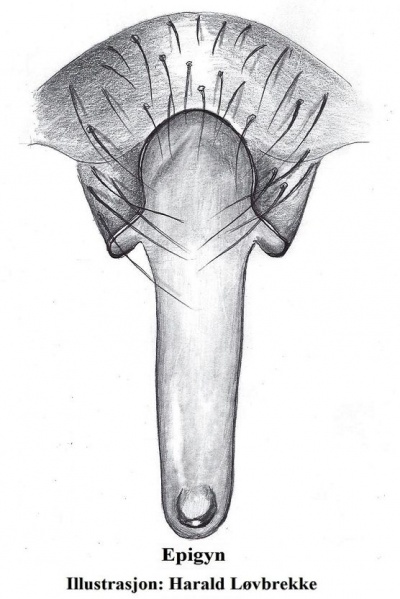 Datei:Kaestneria pullata epigyn HLovbrekke.jpg