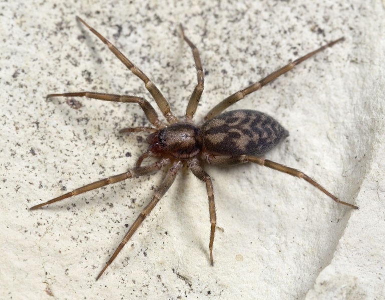 Datei:Liocranum-giersbergi Sardinien-Bosa 13-04 01.jpg