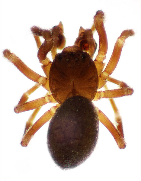 Datei:Panamomops sulcifrons dorsal.jpg