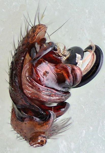 Datei:Walckenaeria acuminata m pedi1 WOertel.jpg