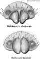 Epigynenvergleich W. karpinskii vs. W. clavicornis (oben)