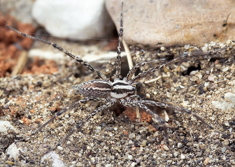Datei:Agelena-tenerifensis Teneriffa-BarrancoChorrillo 15-07 02-male.jpg