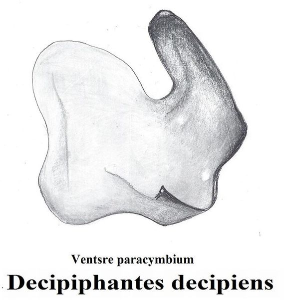 Datei:Decipiphantes decipiens paracymbium HLovbrekke.jpg