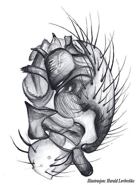 Datei:Drapetisca socialis palp HLovbrekke.jpg