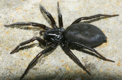 Gnaphosa montana W 8-05754.jpg