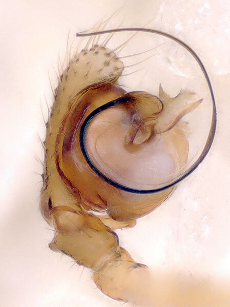 Datei:Pocadicnemis carpatica cf palpus vental.jpg