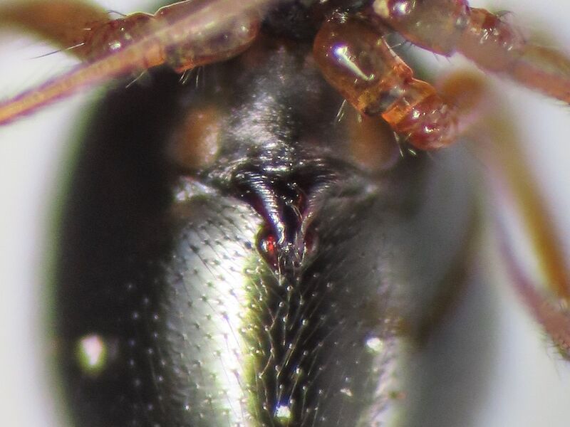 Datei:S. retroversus Epigyn in situ.jpg