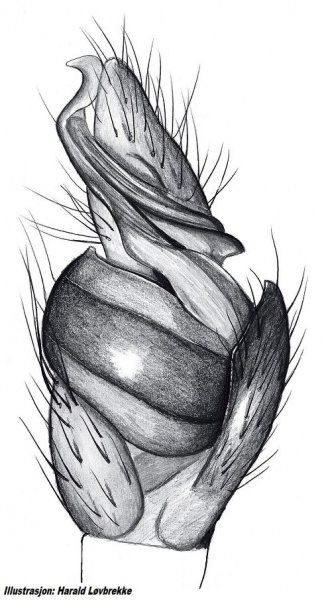 Datei:Tetragnatha obtusa palp HLovbrekke.jpg