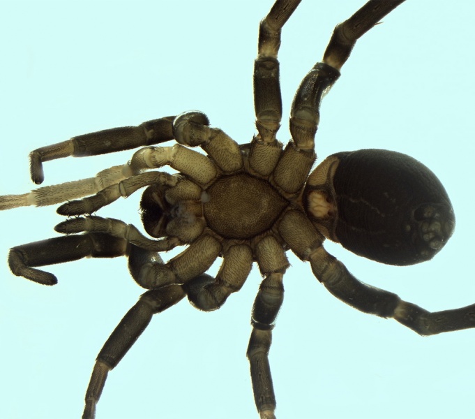 Datei:Trachyzelotes holosericeus female 20170525180012-daea4ec0-me.jpg