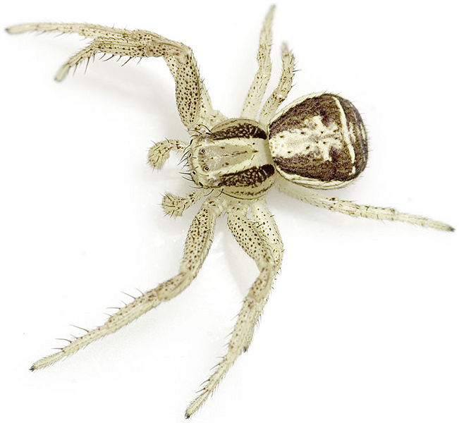 Datei:Ulmi Belvedere 08-07 01.jpg