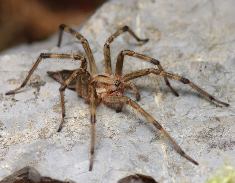 Datei:Agelena labyrinthica female A6062 PL1299.JPG
