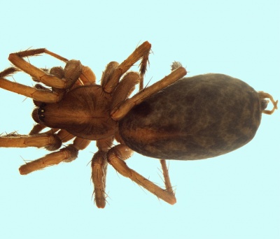 Aterigena soriculata female 20151007215811-7528190e-me.jpg