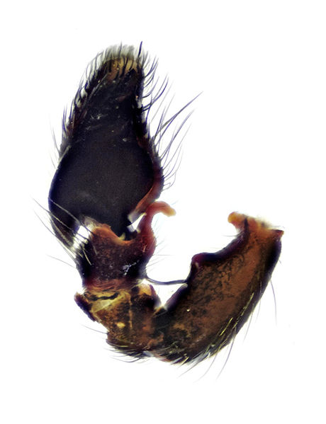 Datei:Heliophanus apiatus Palpus1 Pfliegler.jpg