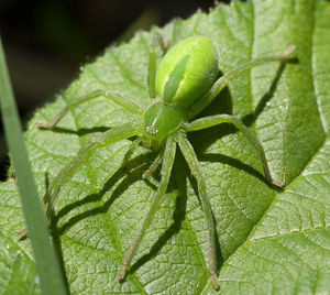 Micrommata virescens W 7-6962.jpg