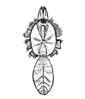 Nemesia pannonica.jpg